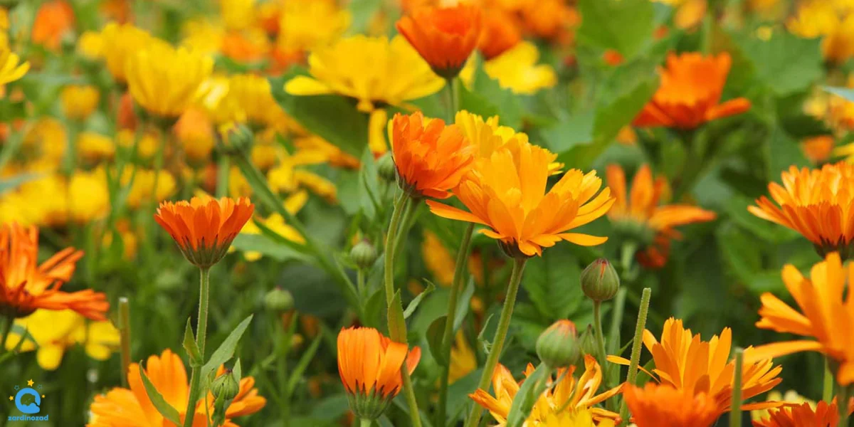 گل همیشه بهار از گیاهان کاهش دهنده زردی نوزاد است.