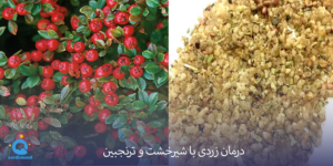 شیر خشت و ترنجبین در درمان زردی